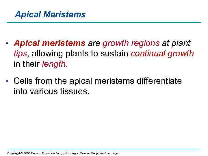 Apical Meristems • Apical meristems are growth regions at plant tips, allowing plants to