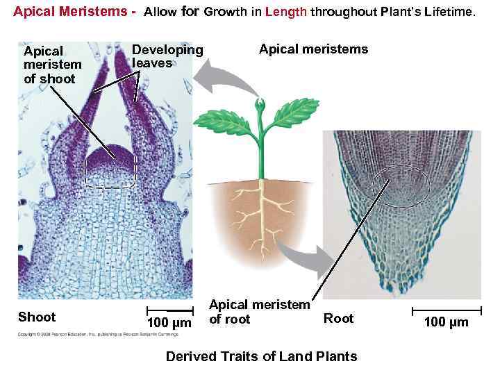 Apical Meristems - Allow for Growth in Length throughout Plant’s Lifetime. Apical meristem of