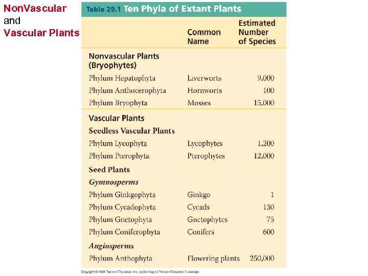 Non. Vascular and Vascular Plants 