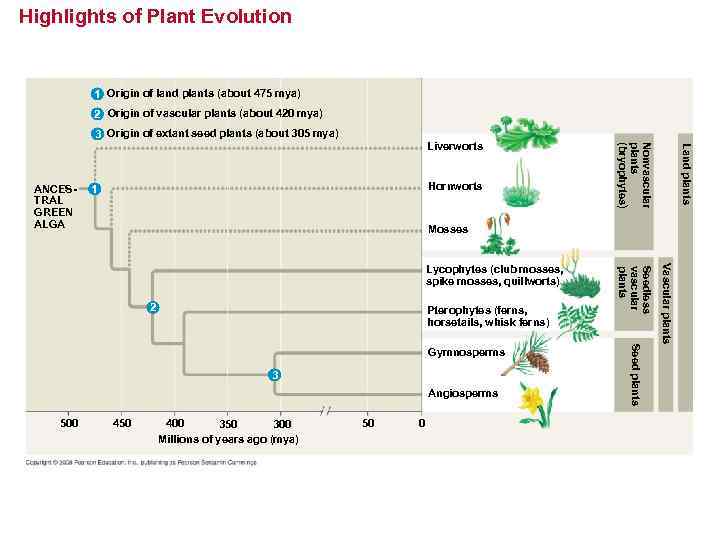 Highlights of Plant Evolution 1 Origin of land plants (about 475 mya) 2 Origin