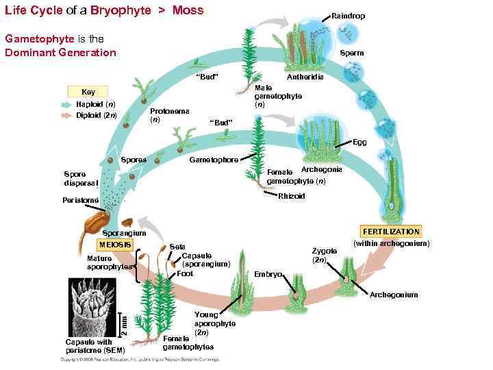 Life Cycle of a Bryophyte > Moss Raindrop Gametophyte is the Dominant Generation Sperm