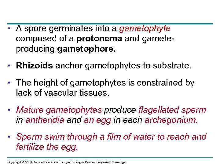  • A spore germinates into a gametophyte composed of a protonema and gameteproducing