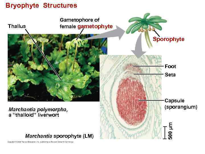 Bryophyte Structures Thallus Gametophore of female gametophyte Sporophyte Foot Seta Marchantia sporophyte (LM) 500