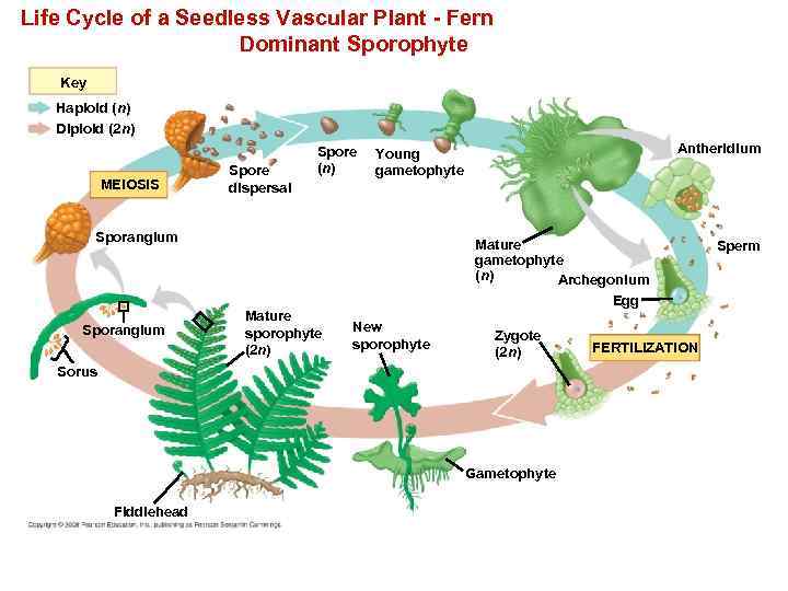 Life Cycle of a Seedless Vascular Plant - Fern Dominant Sporophyte Key Haploid (n)