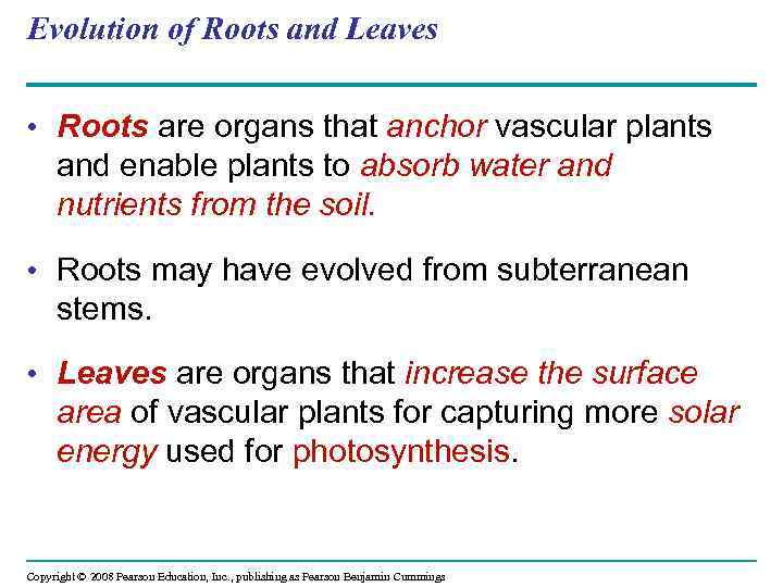 Evolution of Roots and Leaves • Roots are organs that anchor vascular plants and