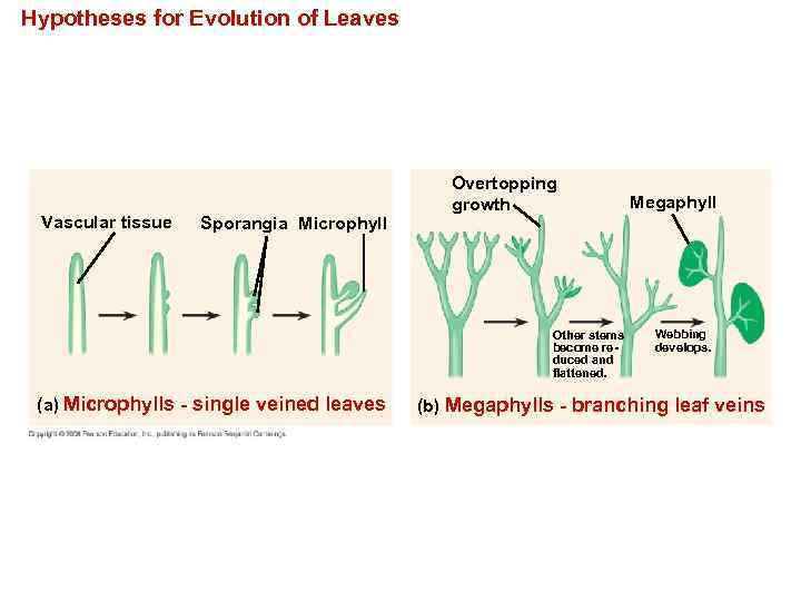 Hypotheses for Evolution of Leaves Vascular tissue Sporangia Microphyll Overtopping growth Other stems become