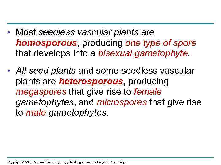  • Most seedless vascular plants are homosporous, producing one type of spore that