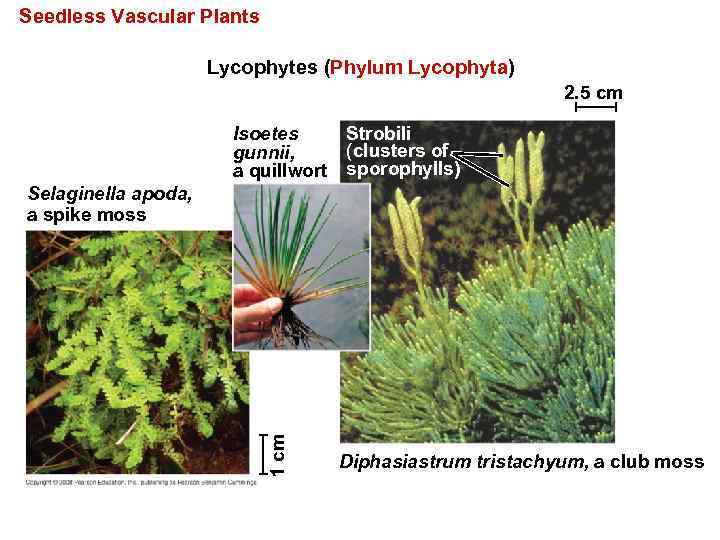 Seedless Vascular Plants Lycophytes (Phylum Lycophyta) 2. 5 cm Isoetes Strobili (clusters of gunnii,