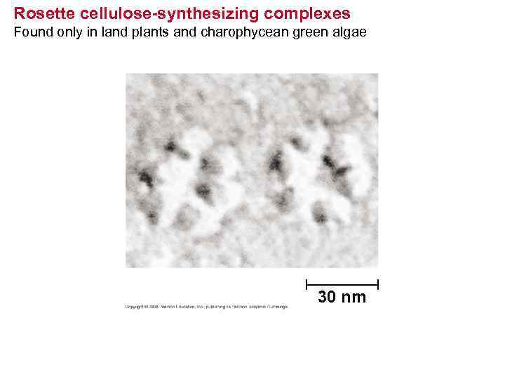 Rosette cellulose-synthesizing complexes Found only in land plants and charophycean green algae 30 nm