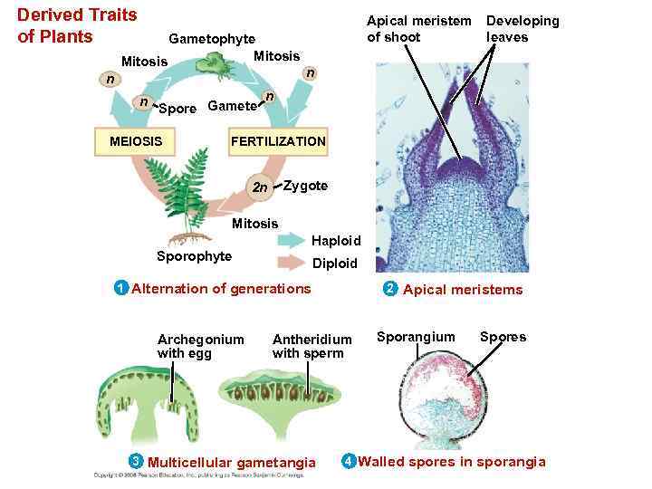 Derived Traits of Plants Gametophyte Mitosis n Apical meristem of shoot Developing leaves n