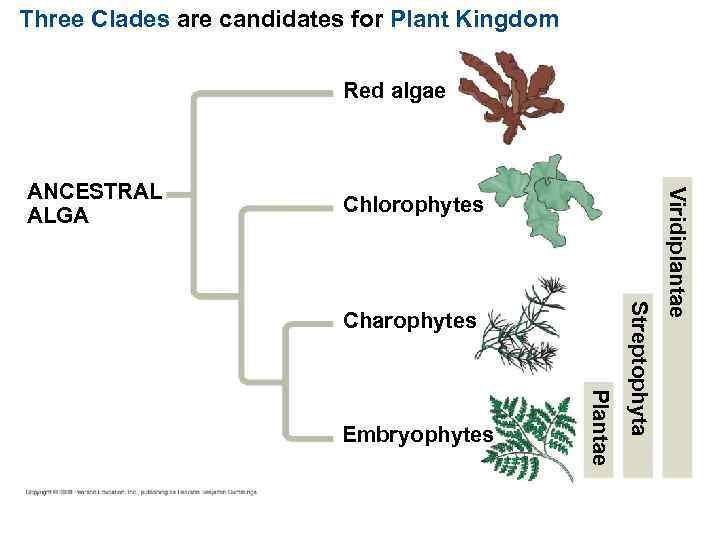 Three Clades are candidates for Plant Kingdom Red algae Chlorophytes Plantae Embryophytes Streptophyta Charophytes