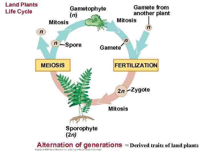 Land Plants Life Cycle Gametophyte (n) Mitosis n n Spore MEIOSIS Gamete from another