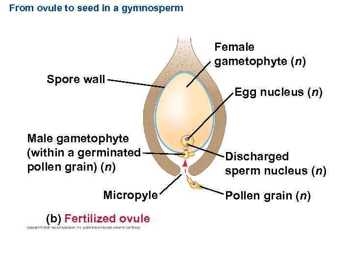 From ovule to seed in a gymnosperm Female gametophyte (n) Spore wall Male gametophyte