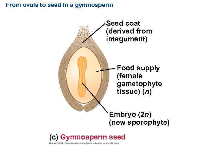 From ovule to seed in a gymnosperm Seed coat (derived from integument) Food supply