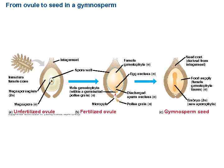 From ovule to seed in a gymnosperm Integument Female gametophyte (n) Seed coat (derived