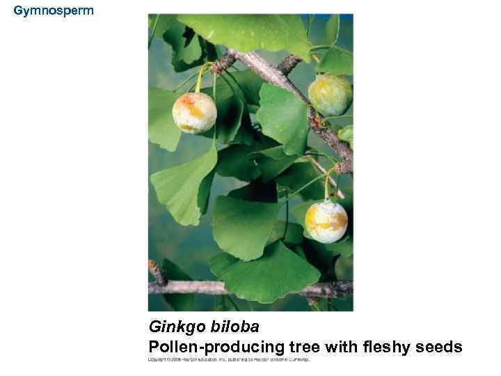 Gymnosperm Ginkgo biloba Pollen-producing tree with fleshy seeds 