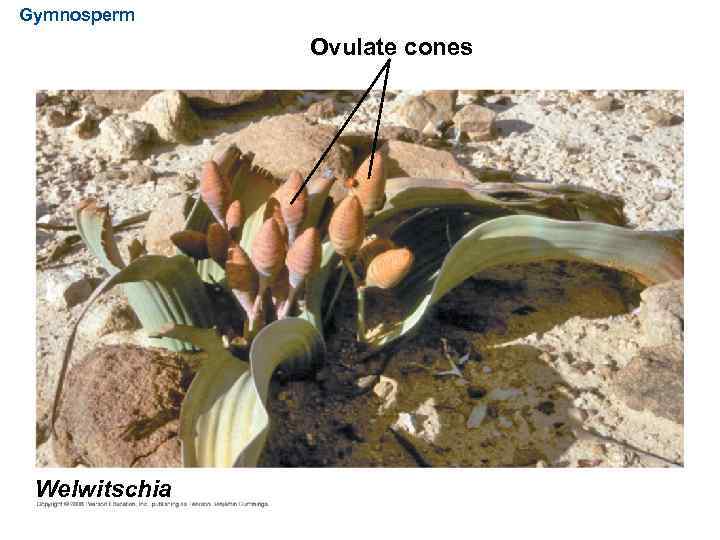 Gymnosperm Ovulate cones Welwitschia 