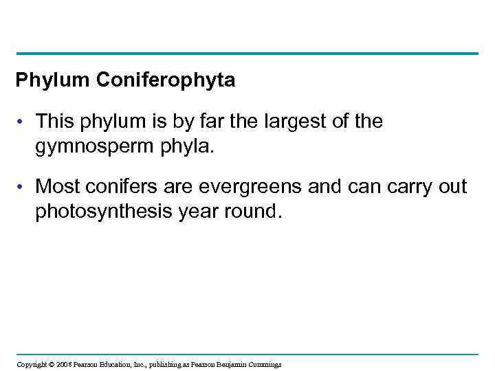 Phylum Coniferophyta • This phylum is by far the largest of the gymnosperm phyla.