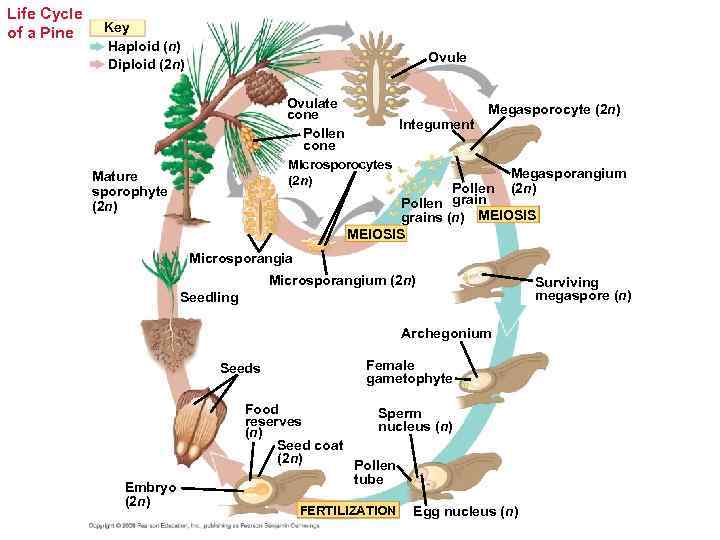 Life Cycle of a Pine Key Haploid (n) Diploid (2 n) Ovule Ovulate cone