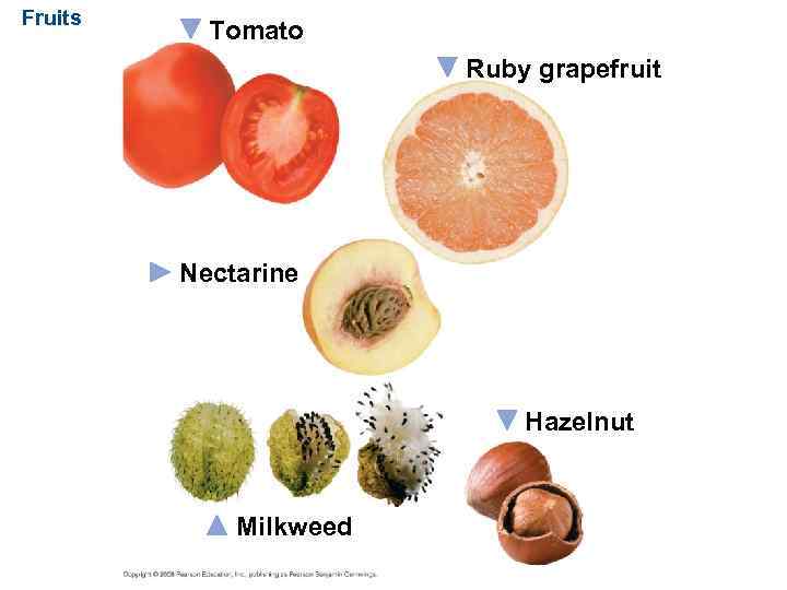 Fruits Tomato Ruby grapefruit Nectarine Hazelnut Milkweed 