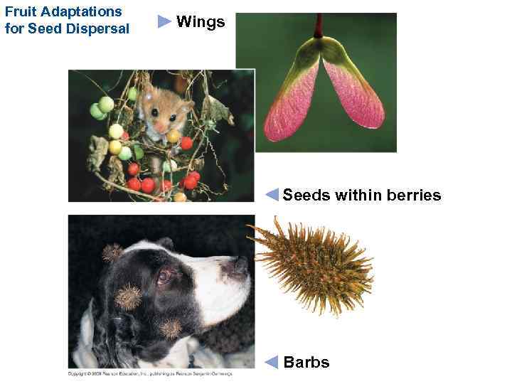 Fruit Adaptations for Seed Dispersal Wings Seeds within berries Barbs 