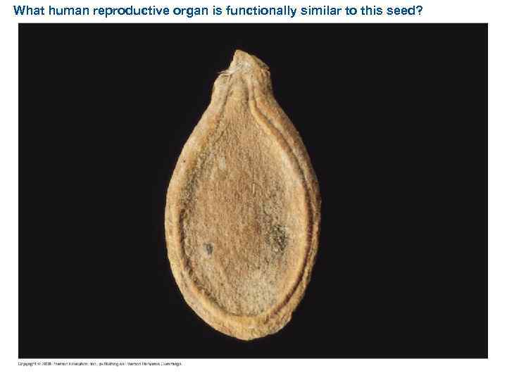 What human reproductive organ is functionally similar to this seed? 