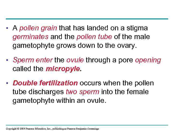  • A pollen grain that has landed on a stigma germinates and the