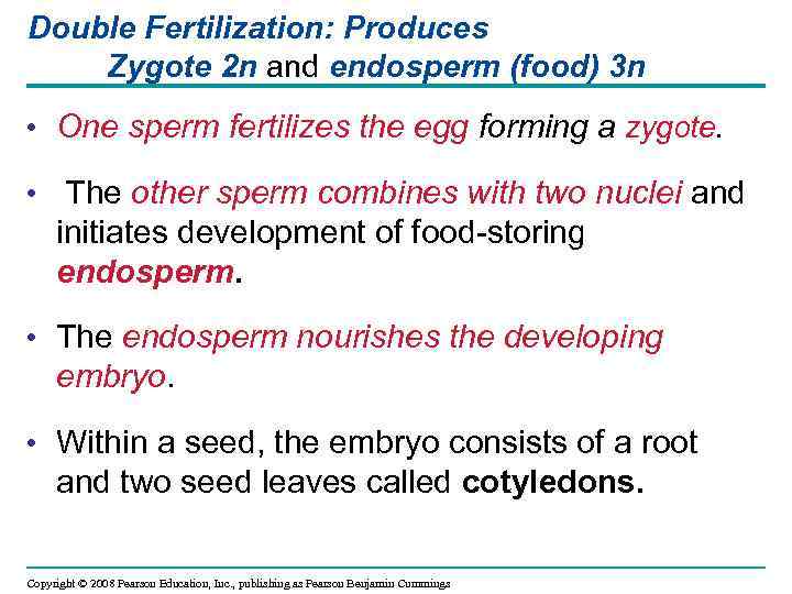 Double Fertilization: Produces Zygote 2 n and endosperm (food) 3 n • One sperm