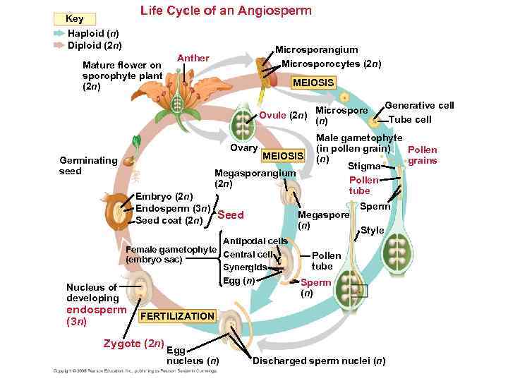 Life Cycle of an Angiosperm Key Haploid (n) Diploid (2 n) Mature flower on