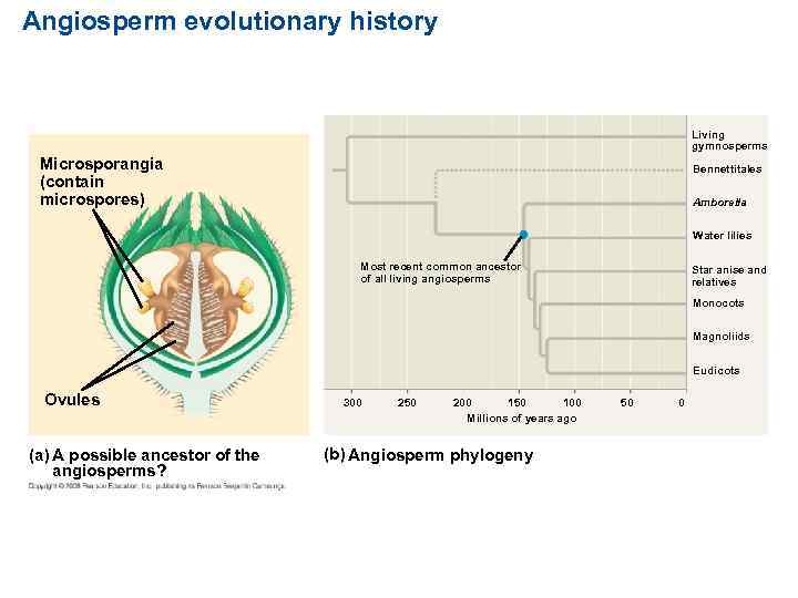 Angiosperm evolutionary history Living gymnosperms Microsporangia (contain microspores) Bennettitales Amborella Water lilies Most recent