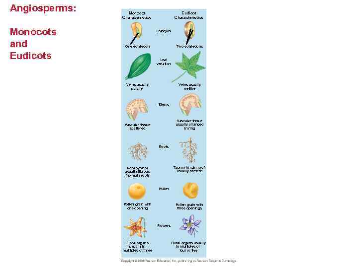 Angiosperms: Monocots and Eudicots Monocot Characteristics Eudicot Characteristics Embryos One cotyledon Two cotyledons Leaf