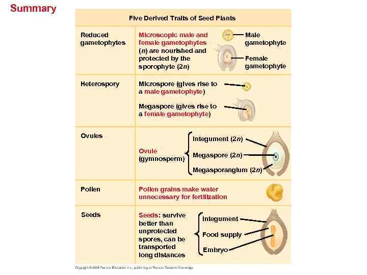 Summary Five Derived Traits of Seed Plants Reduced gametophytes Heterospory Microscopic male and female