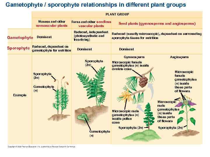 Gametophyte / sporophyte relationships in different plant groups PLANT GROUP Mosses and other nonvascular