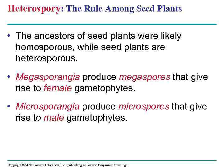 Heterospory: The Rule Among Seed Plants • The ancestors of seed plants were likely