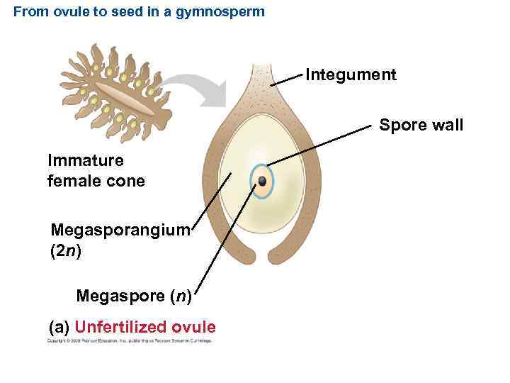 From ovule to seed in a gymnosperm Integument Spore wall Immature female cone Megasporangium