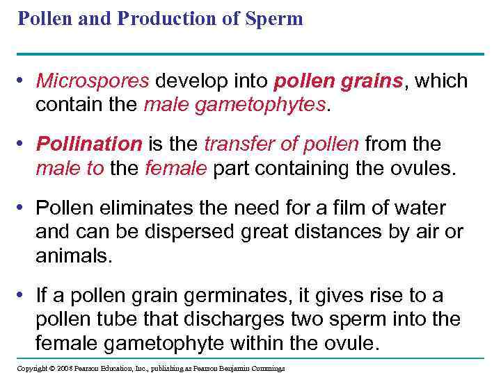 Pollen and Production of Sperm • Microspores develop into pollen grains, which contain the