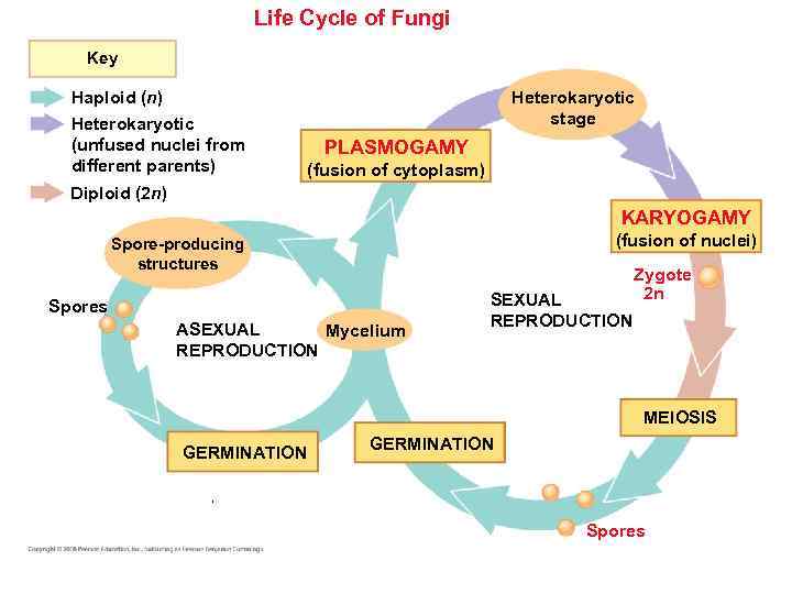  Life Cycle of Fungi Key Heterokaryotic stage Haploid (n) Heterokaryotic (unfused nuclei from