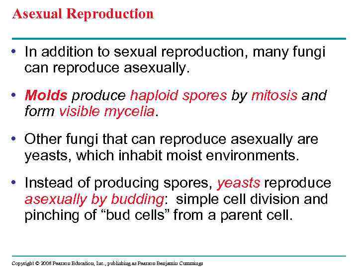 Asexual Reproduction • In addition to sexual reproduction, many fungi can reproduce asexually. •
