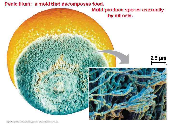 Penicillium: a mold that decomposes food. Mold produce spores asexually by mitosis. 2. 5