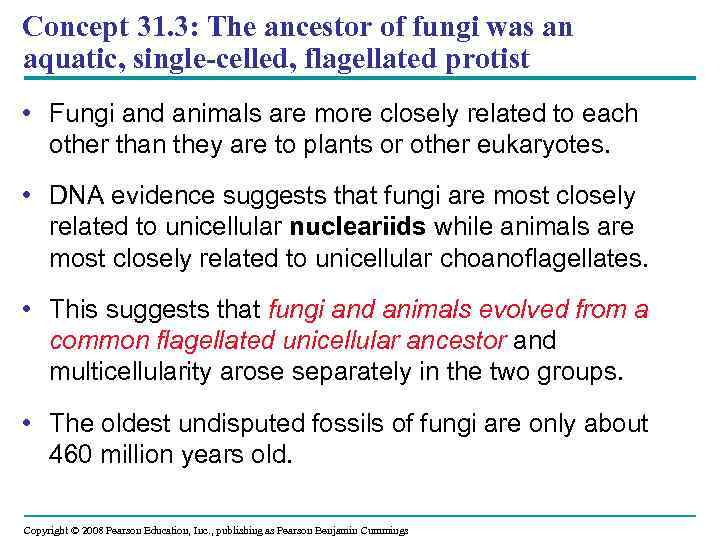 Concept 31. 3: The ancestor of fungi was an aquatic, single-celled, flagellated protist •