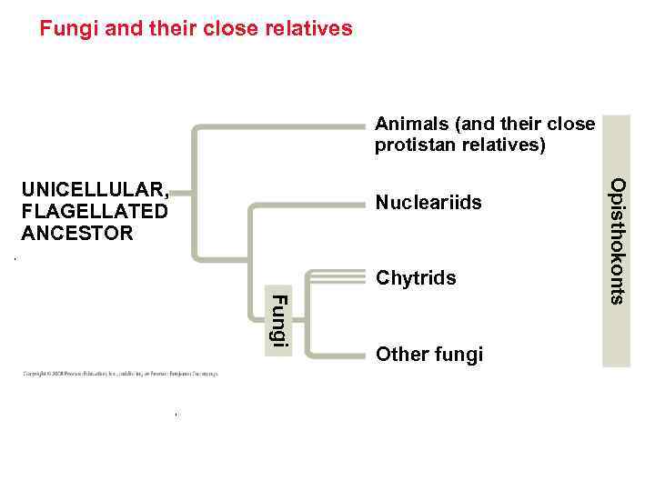 Fungi and their close relatives Animals (and their close protistan relatives) Nucleariids Chytrids Fungi