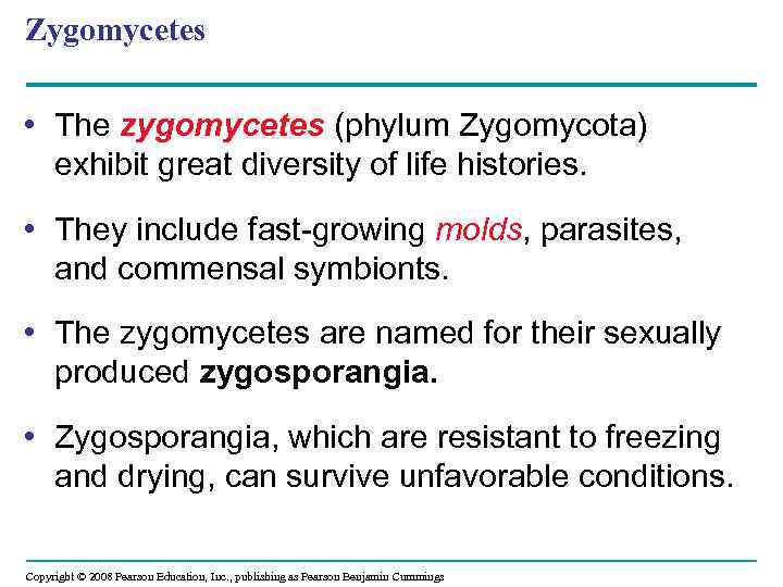 Zygomycetes • The zygomycetes (phylum Zygomycota) exhibit great diversity of life histories. • They