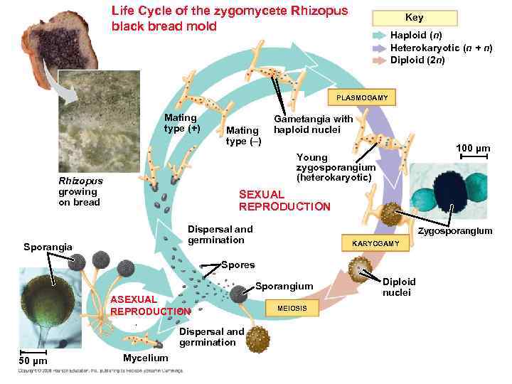 Life Cycle of the zygomycete Rhizopus black bread mold Key Haploid (n) Heterokaryotic (n