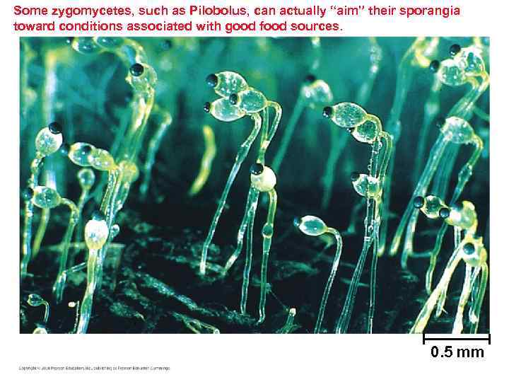 Some zygomycetes, such as Pilobolus, can actually “aim” their sporangia toward conditions associated with