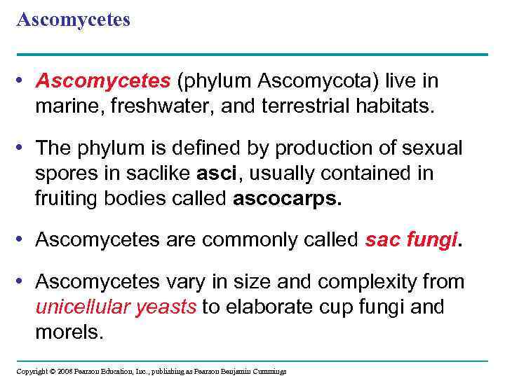 Ascomycetes • Ascomycetes (phylum Ascomycota) live in marine, freshwater, and terrestrial habitats. • The