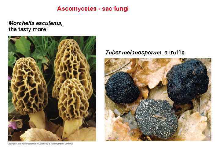 Ascomycetes - sac fungi Morchella esculenta, the tasty morel Tuber melanosporum, a truffle 