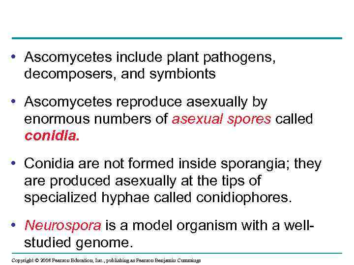  • Ascomycetes include plant pathogens, decomposers, and symbionts • Ascomycetes reproduce asexually by