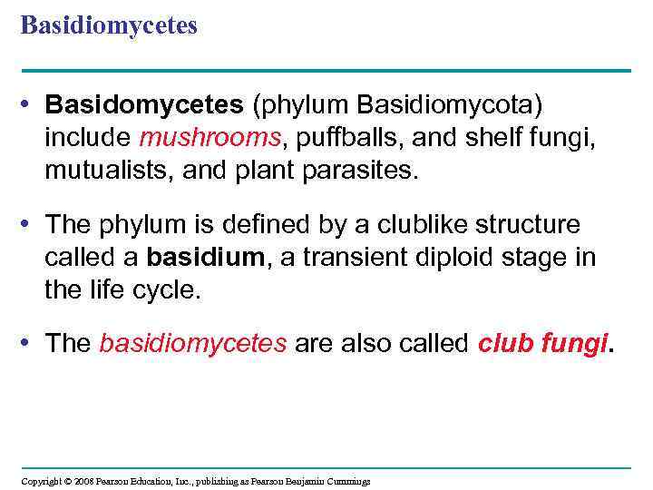 Basidiomycetes • Basidomycetes (phylum Basidiomycota) include mushrooms, puffballs, and shelf fungi, mutualists, and plant
