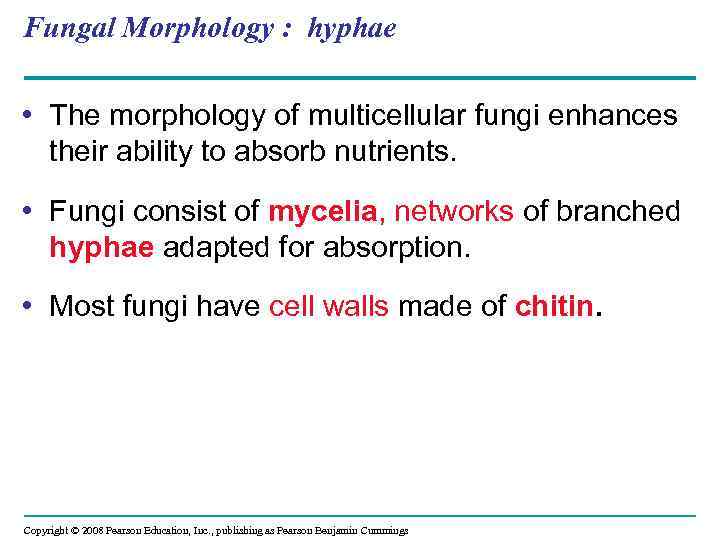 Fungal Morphology : hyphae • The morphology of multicellular fungi enhances their ability to