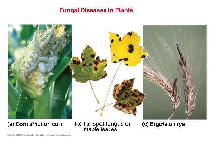 Fungal Diseases in Plants (a) Corn smut on corn (b) Tar spot fungus on